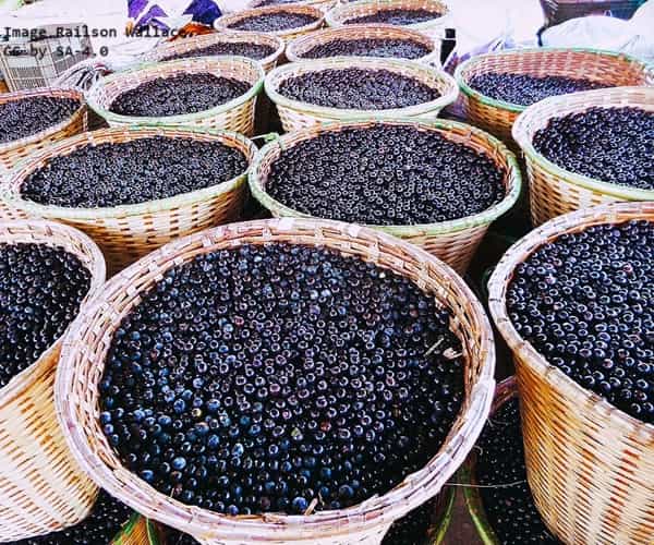 Multiple baskets of acai fruit