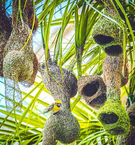 Colony of nesting Baya Weaver Bird nests