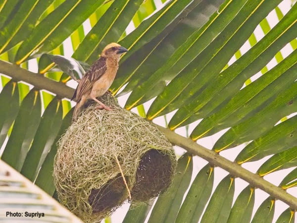 Baya Weaver bird begins a nest in a palm tree.
