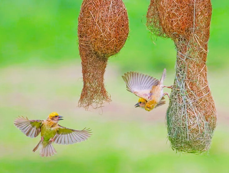 Two Baya Weaver birds flying near their hanging nests.