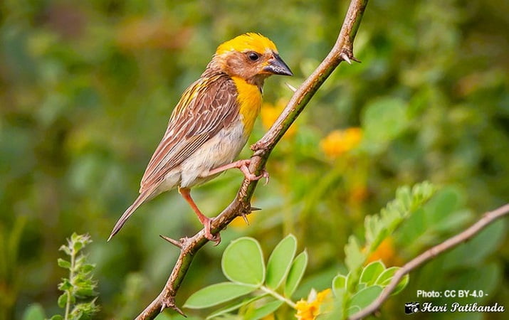 Baya Weaver Bird perched on a thorny tree branch.