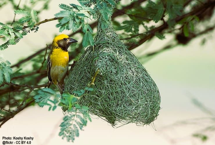 Baya Weaver bird has begun a next up in a tall tree.
