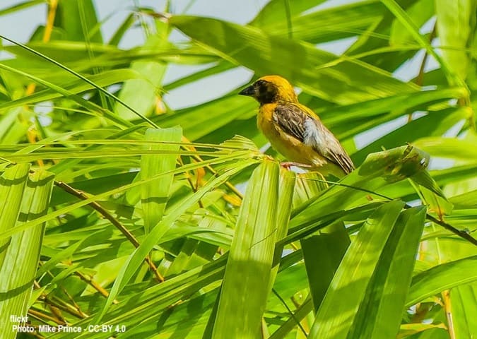Baya Weaver bird perched in the fronds of a palm tree.