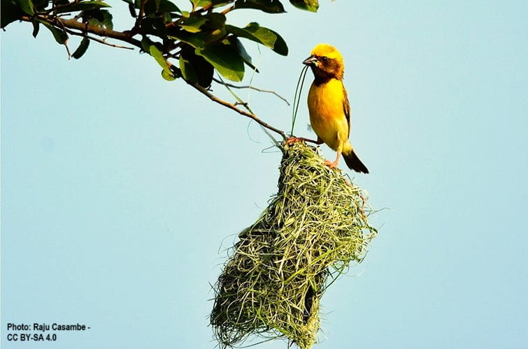 Baya Weaver places a strip of palm into his next construction.