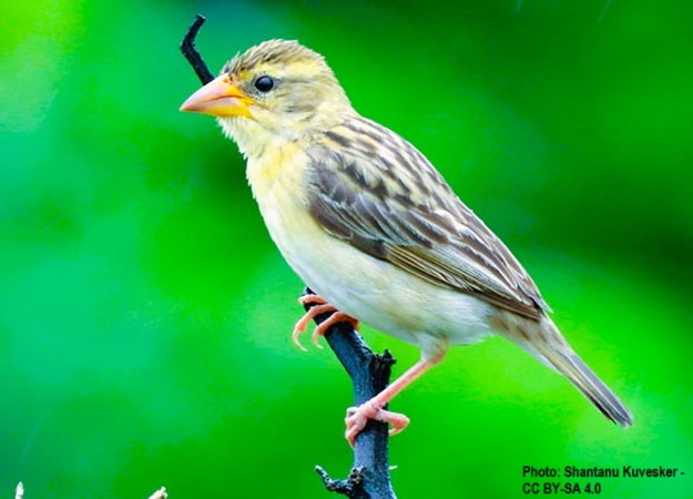 Female Baya Weaver sitting on the end of a branch.