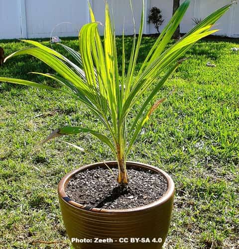 A ptted palm seedling outdoors on a grassy lawn.