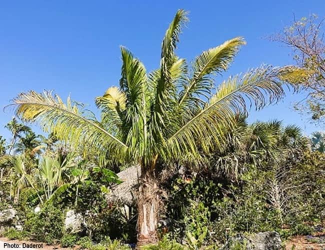 Giant Windowpane palm grows in Florida botanical garden.