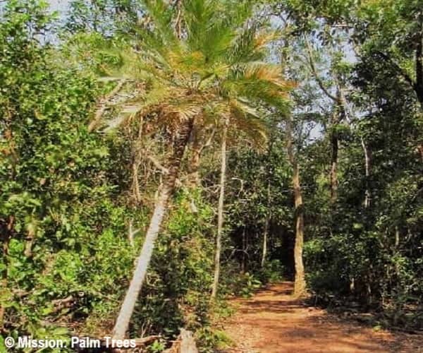 Berry Springs Park trail with palm tree