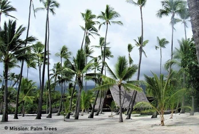 Palm Trees and Polynesian Hut on Hawaii Big Island