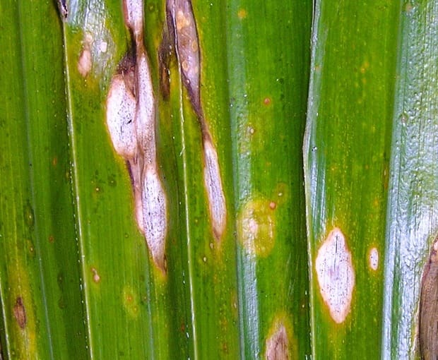Palm showing effects from runaway leaf blight Bipoarist fungus. Palm showing effects from runaway leaf blight Bipoarist fungus.