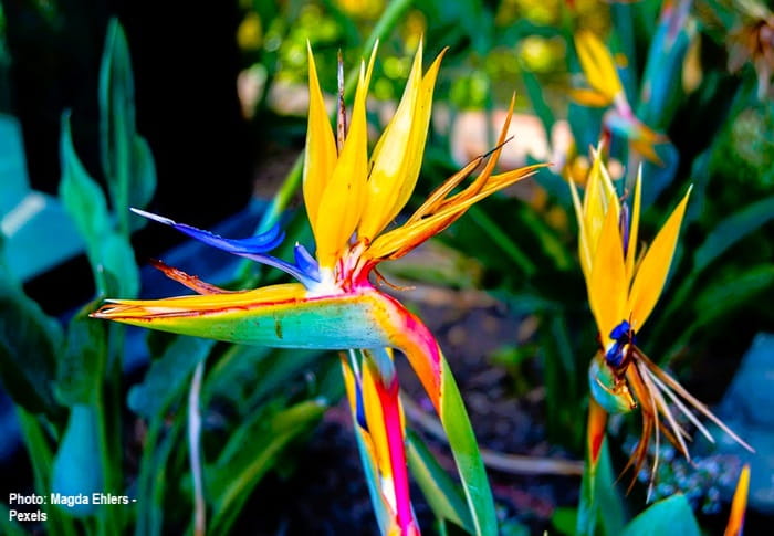 Bird of Paradise plant adds color to a garden Bird of Paradise plant adds color to a garden