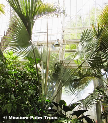 Bismarckia palm in Pittsburg conservatory