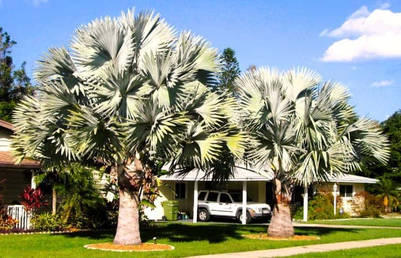 two large palm trees in a home's front yard