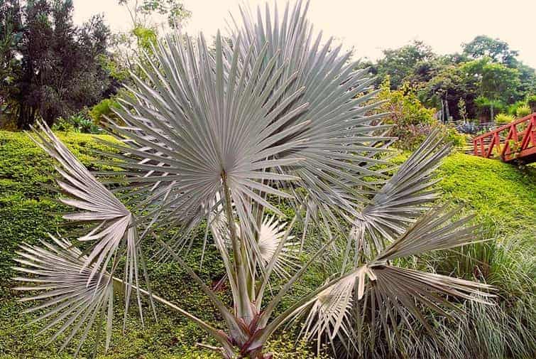 Young Bismarck Palm growing in a Botanical Garden