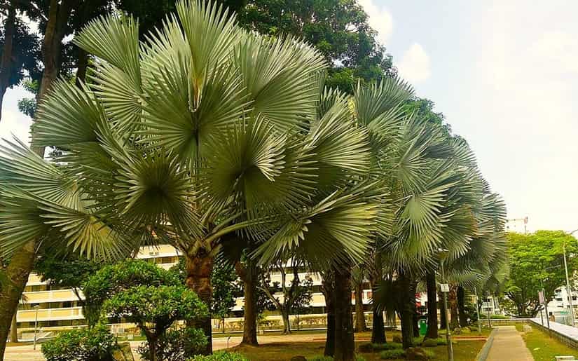streetside line-up of Bismarck Palms with their full crown