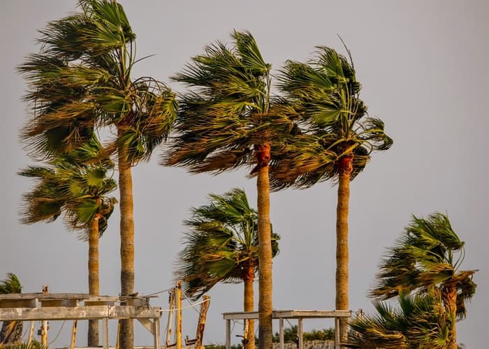 Palms with their fronds blowing in the wind