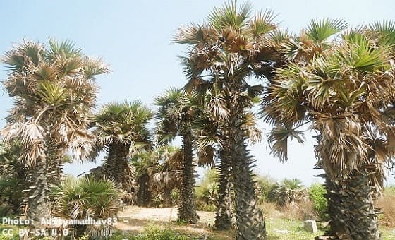 Borassus flabellifer, the Palmyra Palm at RushikondaIn Visakhapatnam India Borassus flabellifer, the Palmyra Palm at RushikondaIn Visakhapatnam India