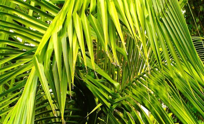 palm leaf tips brown and leaflets misshapen from boron deficiency