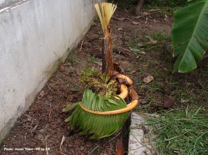 coconut palm tree with crazily twisting fronds from Boron deficiency