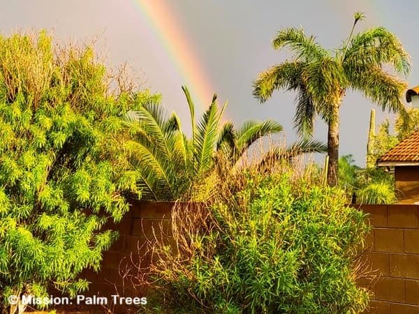 Sick looking palm tree with a rainbow nearby Sick looking palm tree with a rainbow nearby