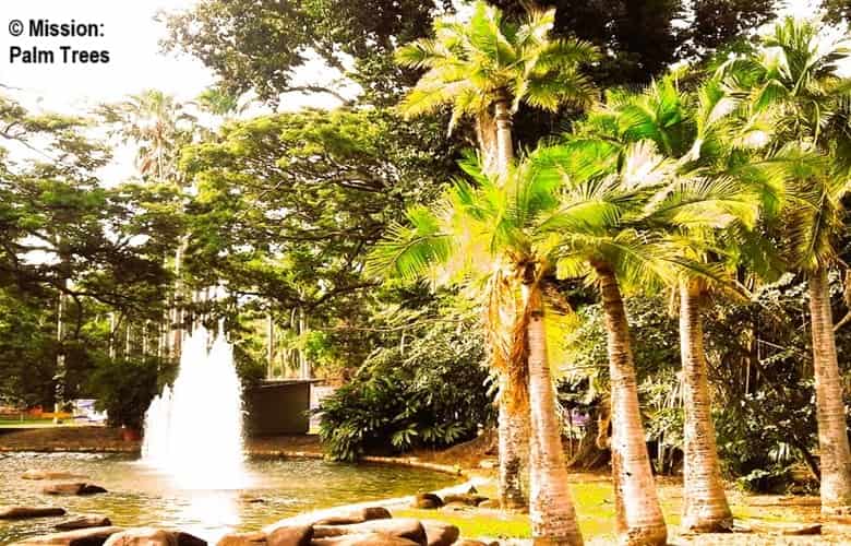 Palms adjacent to a fountain pool at Darwin Botanical Gardens Palms adjacent to a fountain pool at Darwin Botanical Gardens