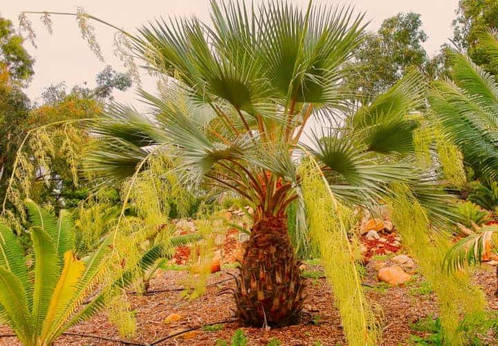 Brahea armata with its long flower stems in a park.