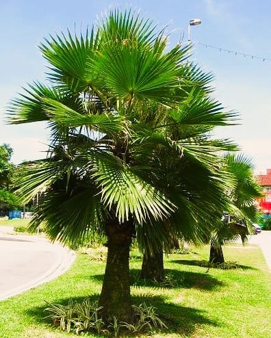 Brahea edulis palm tree Brahea edulis palm tree