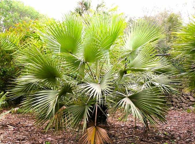 Brahea aculeata in a Florida botanical garden