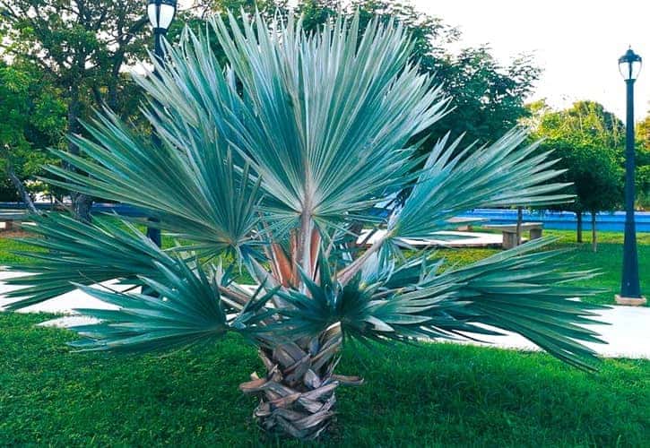 Blue hesper palm growing near a lake.