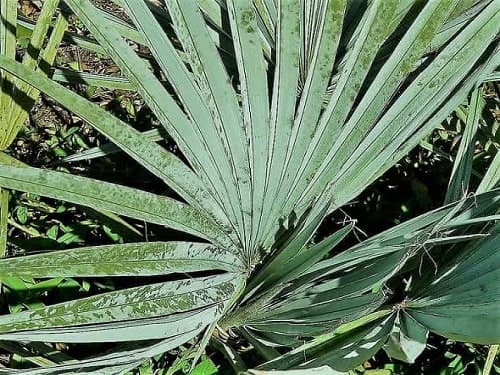 Brahea decumbens palm Brahea decumbens palm