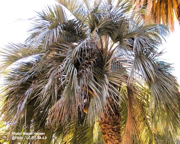 A Pindo Palm Tree, which produces delicious fruit.