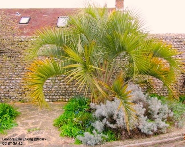 A Pindo Palm planted in a tight space