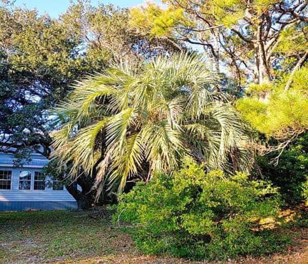 Butia capitata palm in a landscape Butia capitata palm in a landscape