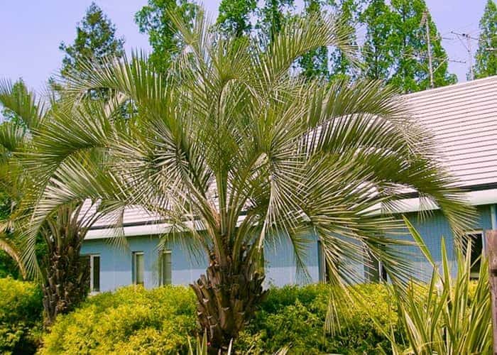 Fast Growing Palm Trees to Transform Your Landscape
