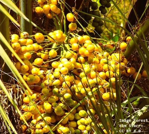 Palm tree fruit on a branch
