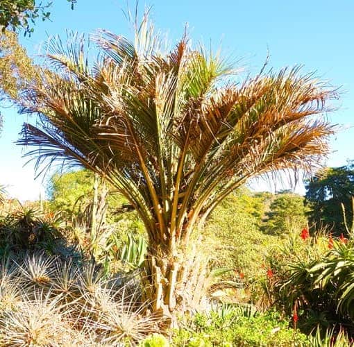 San Francisco Botanical Garden features a Pindo Palm