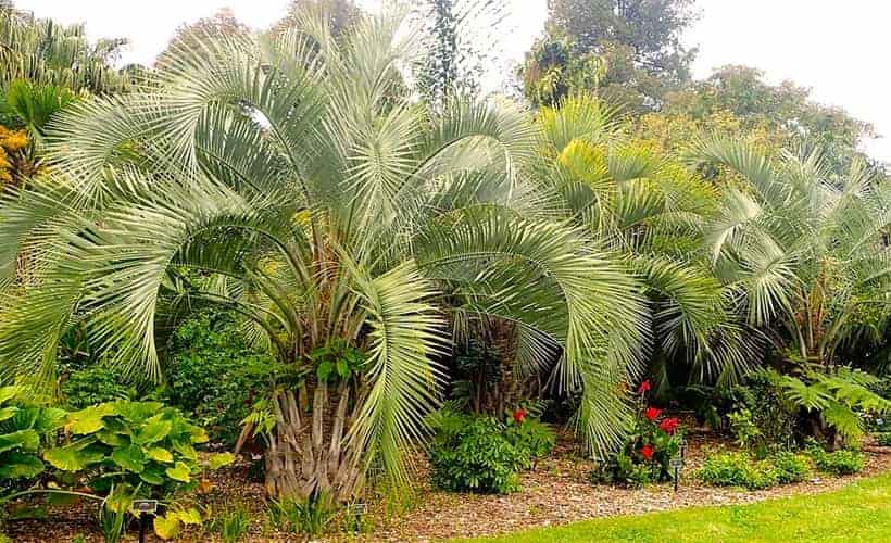 Lovely palms growing in Auckland New Zealand