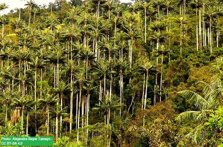 A thick grove of wax palms in Columbia. Tallest palms in the world on a jungle hillside