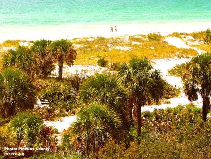 Caladesi Island Beach with Natural growing Palms Caladesi Island Beach with Natural growing Palms