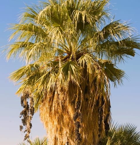 California Fan Palm Fruit growing in Joshua National Park