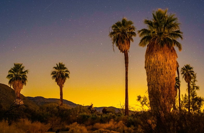 California fan palms on a hillside as the sun sets