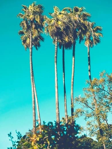 Sky high Mexican Fan Palms