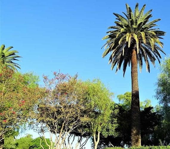 Canary Island Date Palm naturally grows in the islands off the coast of Morocco in Africa.