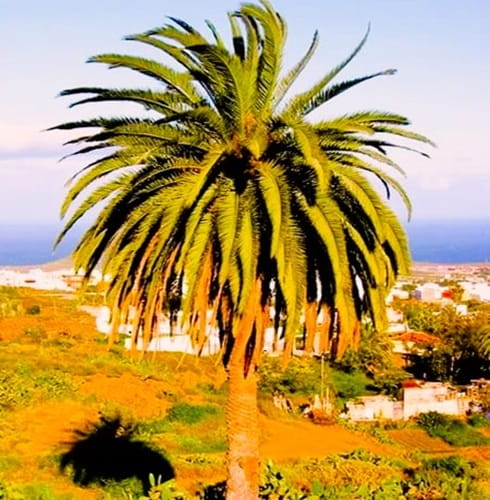 Canary Island Date Palm on a Hillside above a neighborhood 