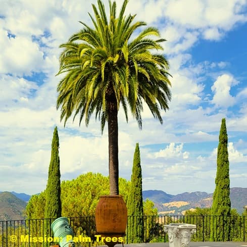 Canary Island palm in the mountains of California