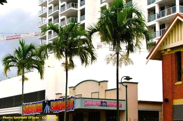 Carpentaria acuminata palms lining a street in Cairns Queensland Australia