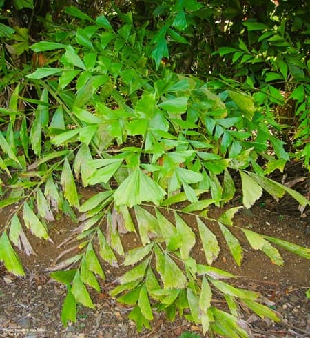 beautifully styles fronds on the fishtail palm