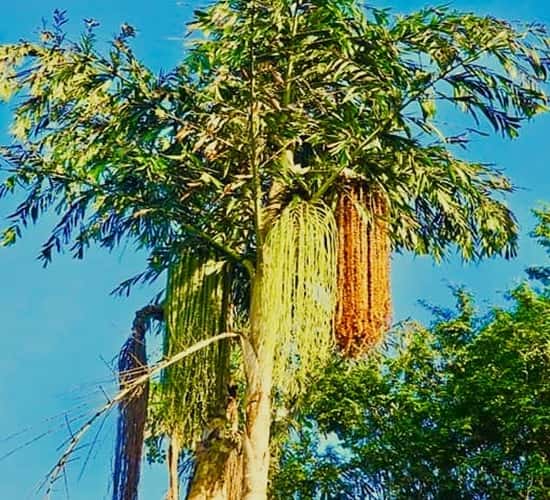 fishtail palm with flowers and fruit