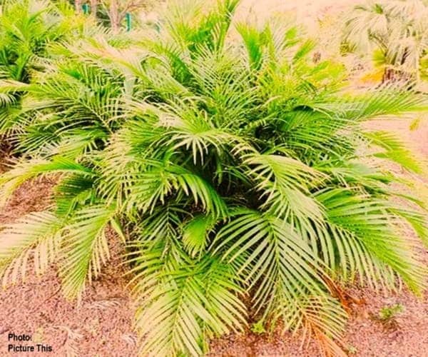 a small palm tree with many fronds growing on the ground