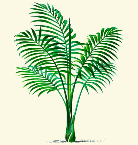 vintage painting of a palm tree